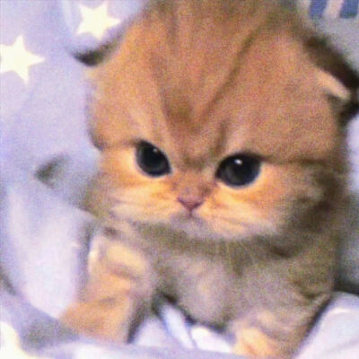 可可爱爱的动物头像