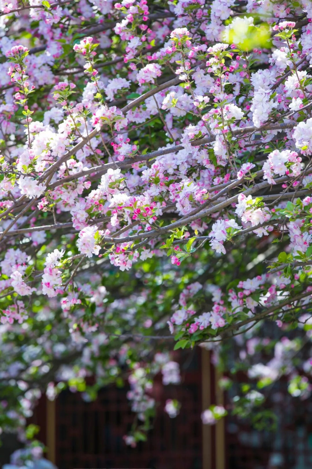 海棠花开了/壁纸