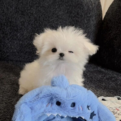 可可爱爱的动物头像