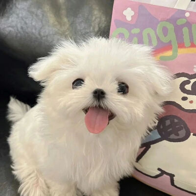 可可爱爱的动物头像