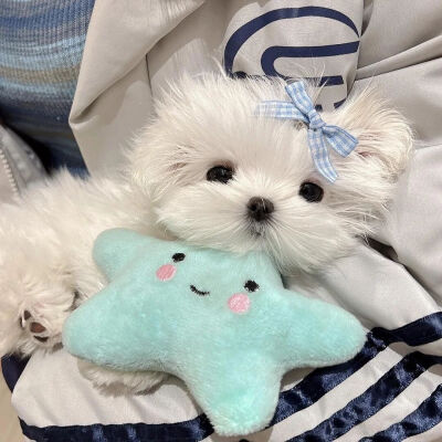 可可爱爱的动物头像