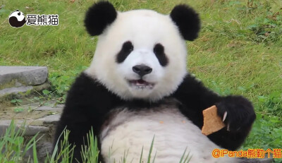 panda