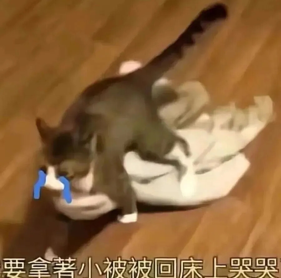 猫猫表情包