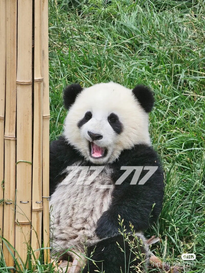 panda