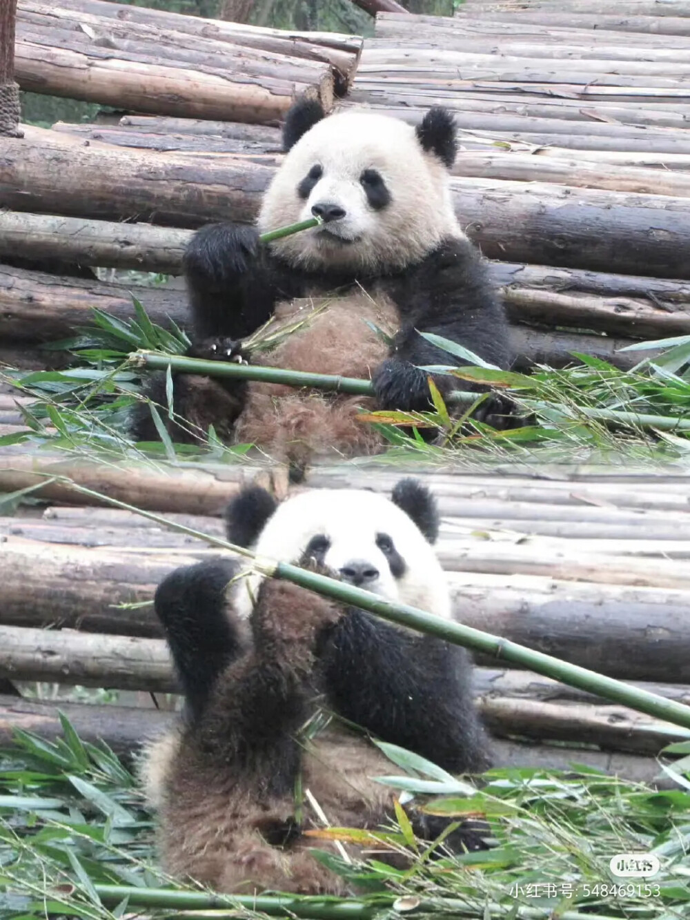 panda