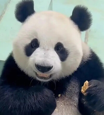 panda