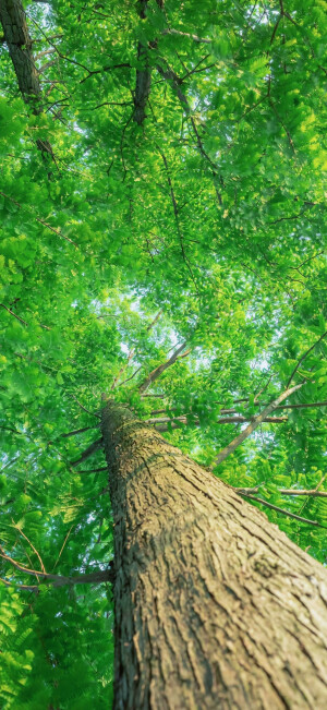 夏日清新绿色护眼壁纸 超nice！ ​​​