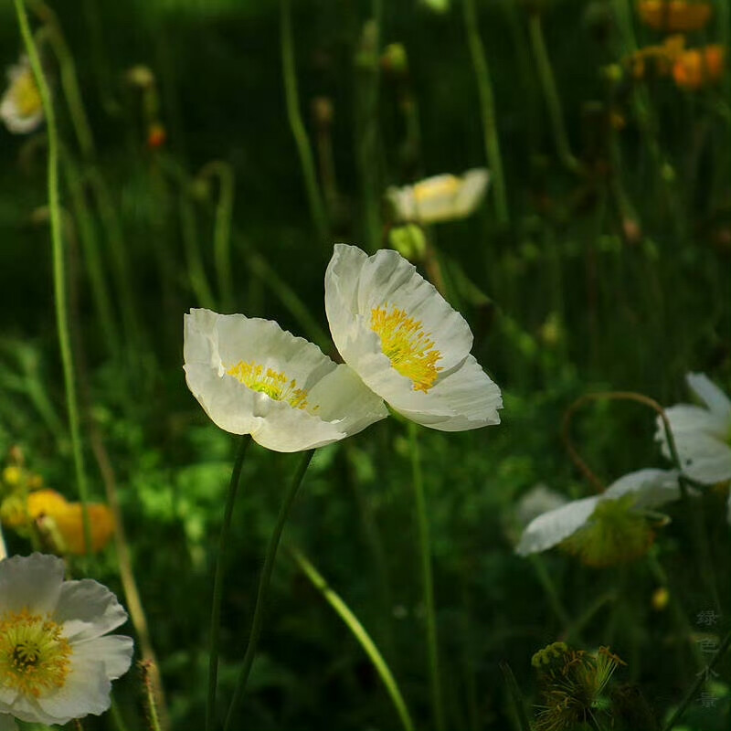 花