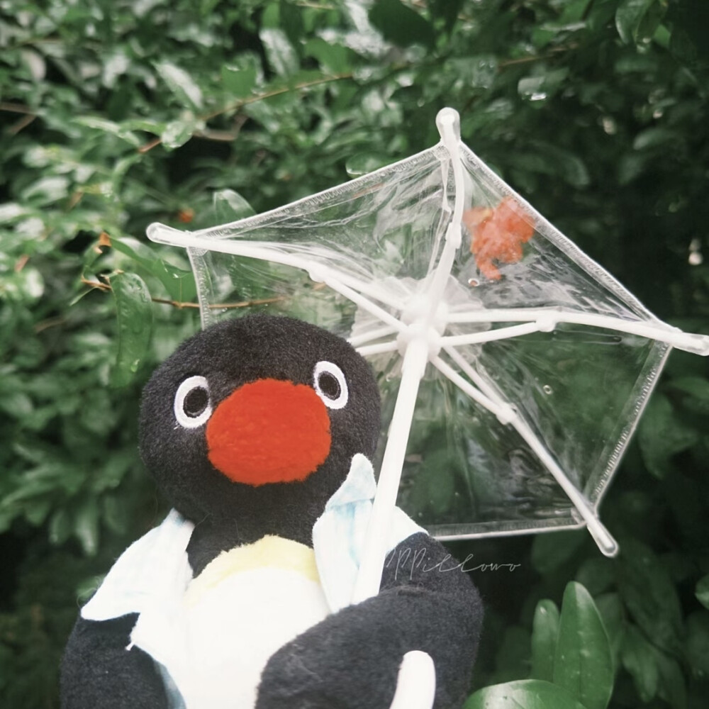 pingu