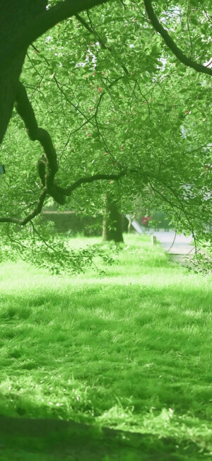 夏日清新绿色护眼壁纸 超nice！ ​​​