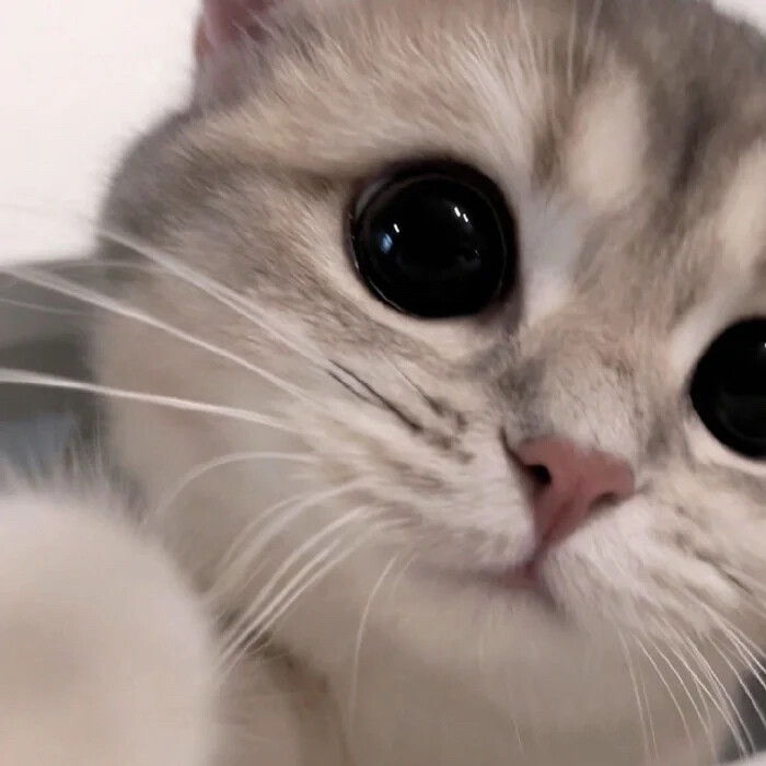 猫猫表情包