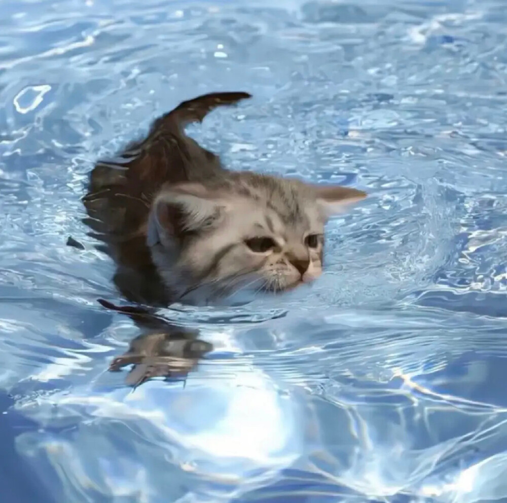 wb：人不好玩鹅