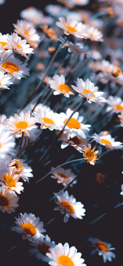 小雏菊