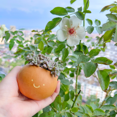 梅雨季节葫芦发霉不想要了怎么办？
填点儿土种上多肉，看看到底是霉菌厉害还是土壤里的真菌厉害～