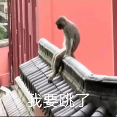 吗喽表情包 - 高清图片，堆糖，美图壁纸兴趣社区