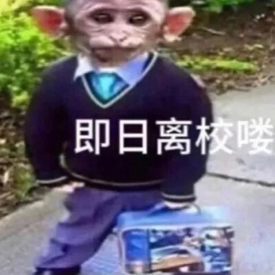 吗喽表情包 - 高清图片，堆糖，美图壁纸兴趣社区