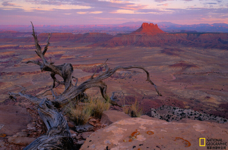 《峡谷地国家公园》
犹他州峡谷地国家公园（Canyonlands NP）的风景，前景是一棵倒卧的枯树干。摄影：Bruce Dale
