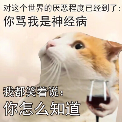 猫咪表情包