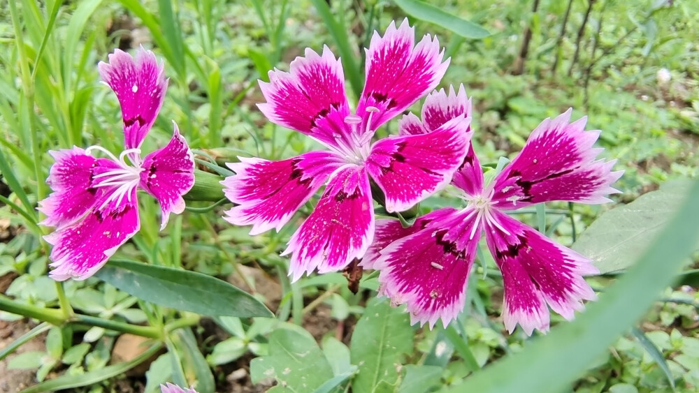 小花也可爱：“石竹花”欣赏