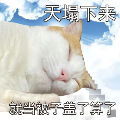 猫咪表情包