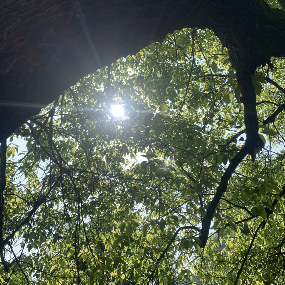 夏日 阳光背景图