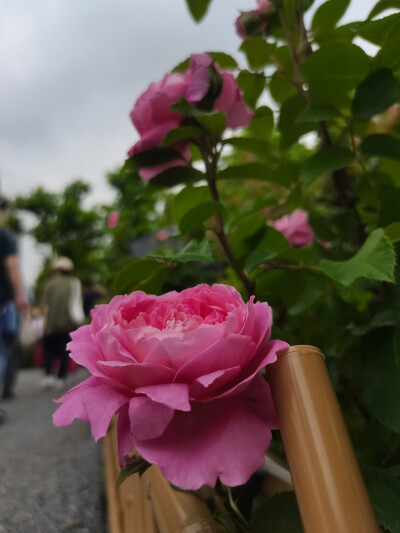 摄影爱好者之收集画画素材