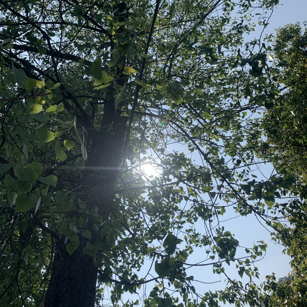 夏日 阳光背景图