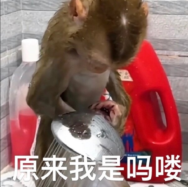 吗喽表情包 - 高清图片，堆糖，美图壁纸兴趣社区