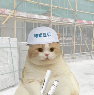 猫猫职业头像·图源微博