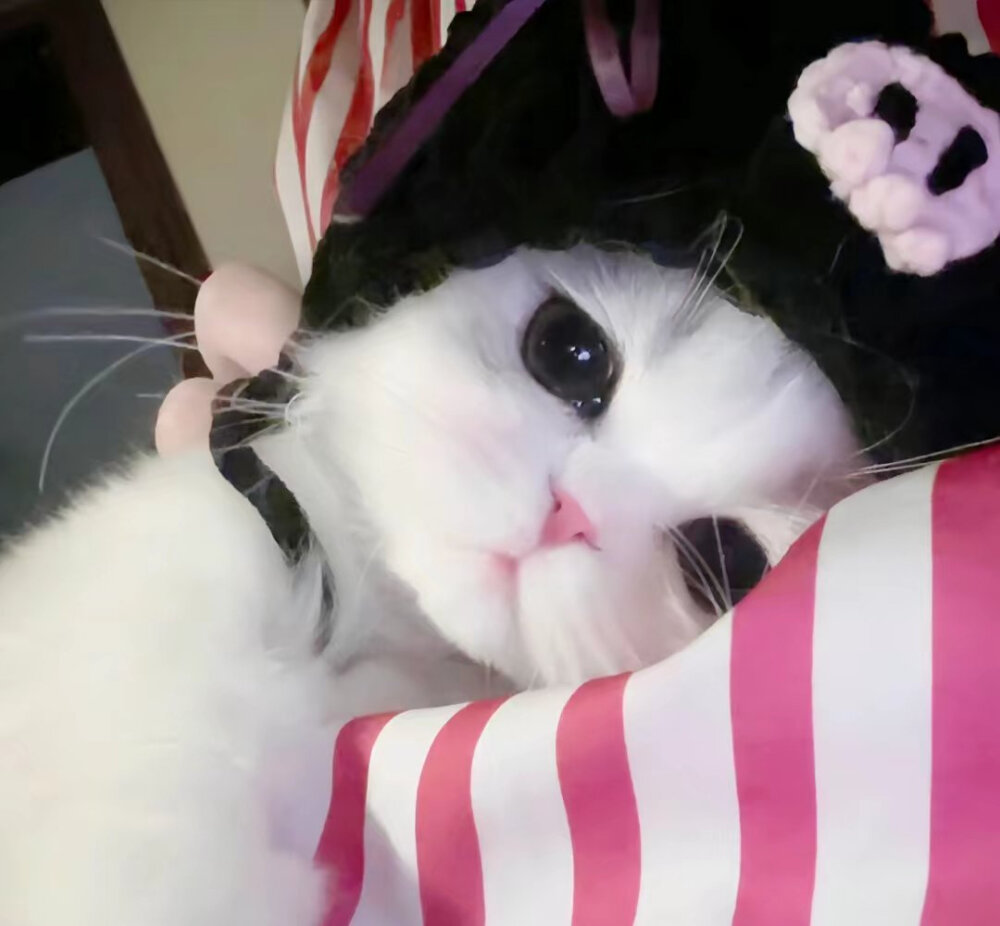 猫咪头像