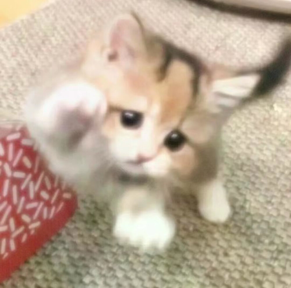 猫咪头像