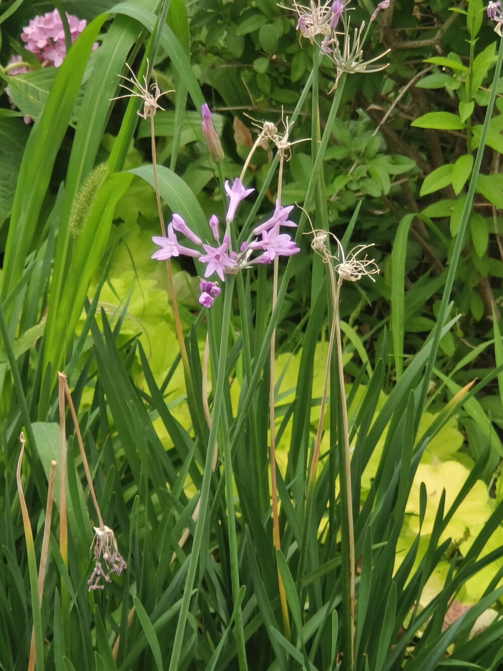 紫娇花（文瀛公园）