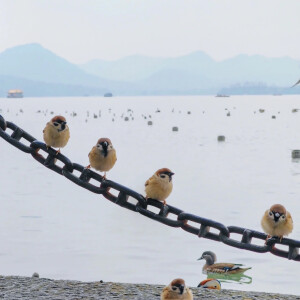 背景