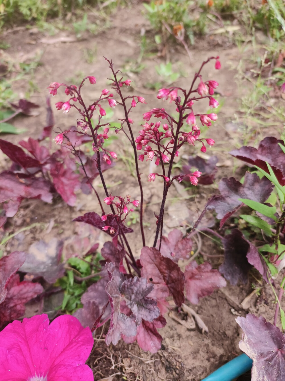 肾形草 矾根属