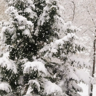 他朝若是同淋雪❄️