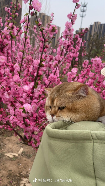 网红猫多比