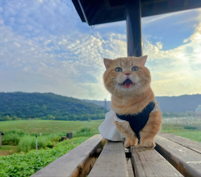 网红猫蛋挞英短曼基康