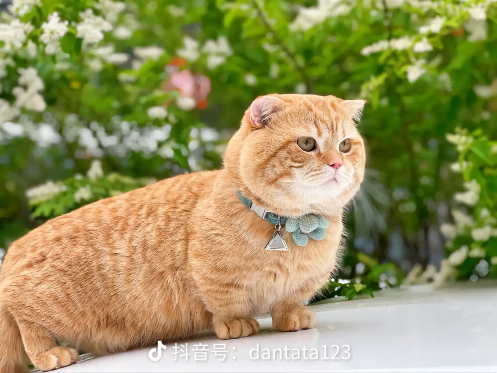 网红猫蛋挞英短曼基康