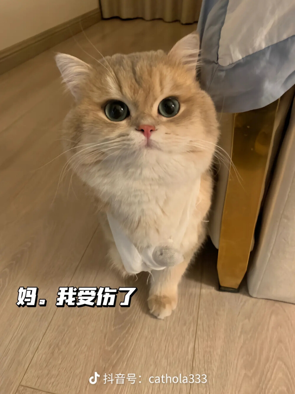 网红猫薄荷和海豹