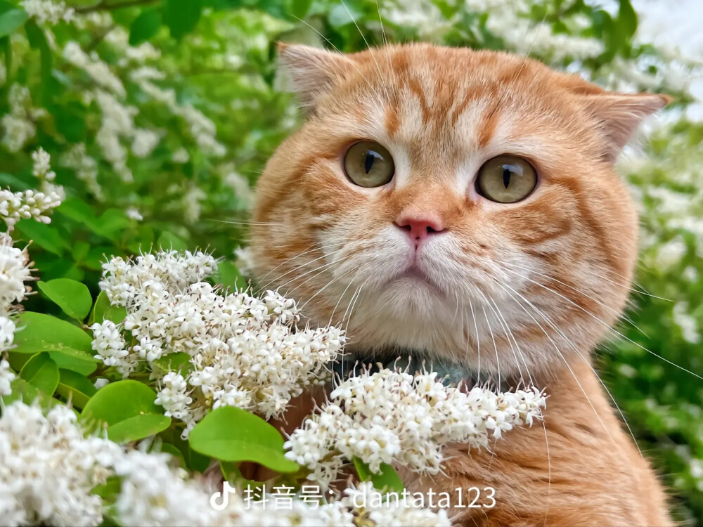 网红猫蛋挞英短曼基康