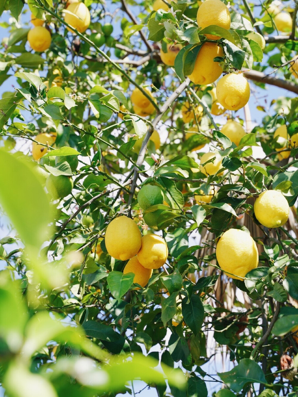 夏天配色