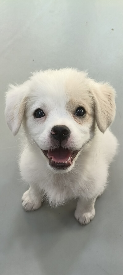 狗狗壁纸