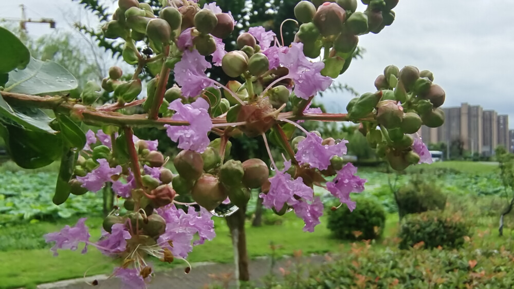 雨中赏花：紫薇花