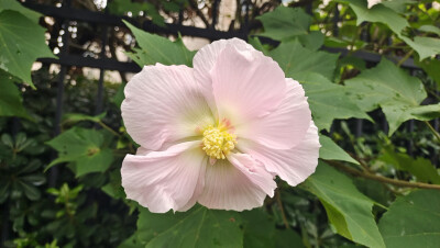 夏花欣赏：硕大而艳丽的木芙蓉花