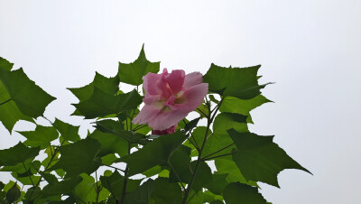 夏花欣赏：硕大而艳丽的木芙蓉花