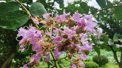 雨中赏花：紫薇花