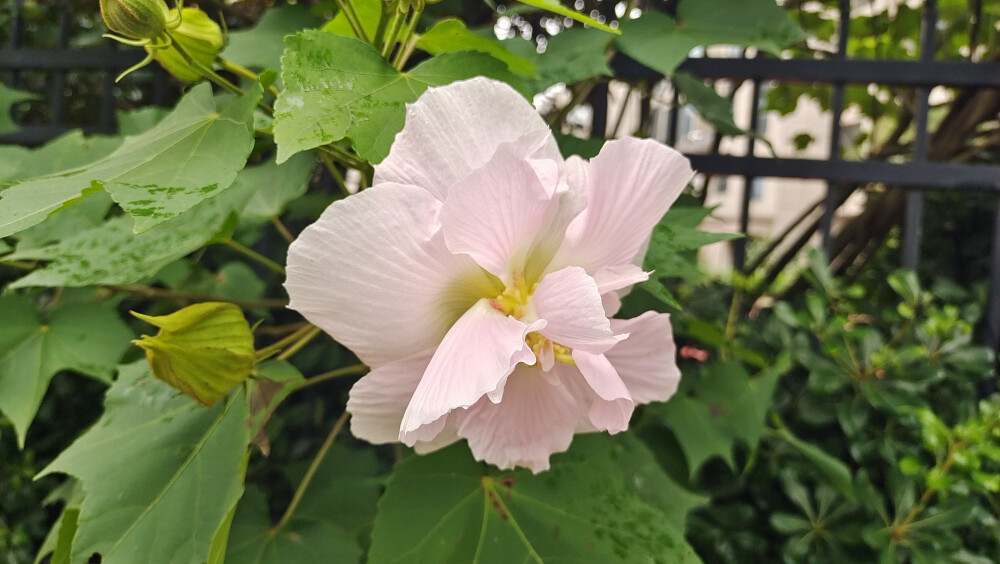 夏花欣赏：硕大而艳丽的木芙蓉花