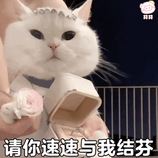 猫咪表情包