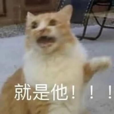 猫猫表情包