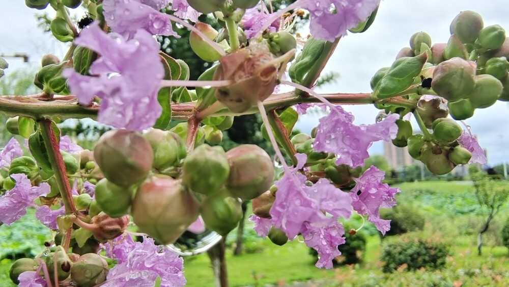 雨中赏花：紫薇花